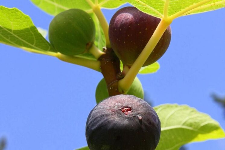 թուզ՝ հզորությունը բարձրացնելու համար